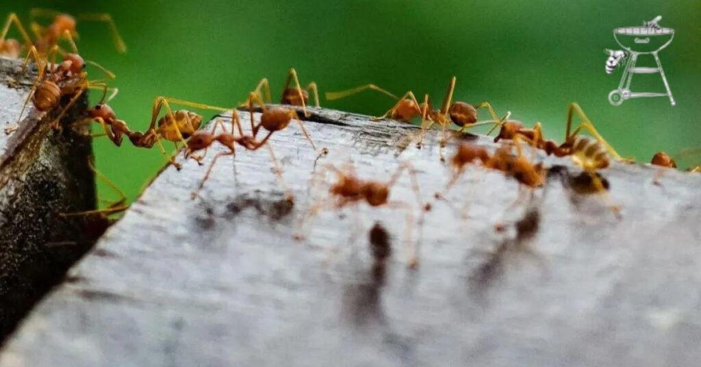 keeping ants out of grill